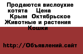 Продаются вислоухие котята. › Цена ­ 2 000 - Крым, Октябрьское Животные и растения » Кошки   